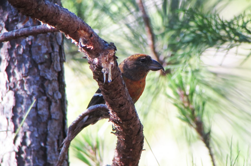 endangered Hispaniolan Crossbill, an estimated 400-2300 mature individuals persist