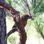 the endangered Hispaniolan Crossbill remaining population estimated at 400-2300 mature individuals