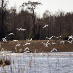 Tundra Swans taking off at Mattamukseet National Wildlife Refuge, photo by Binbin Li