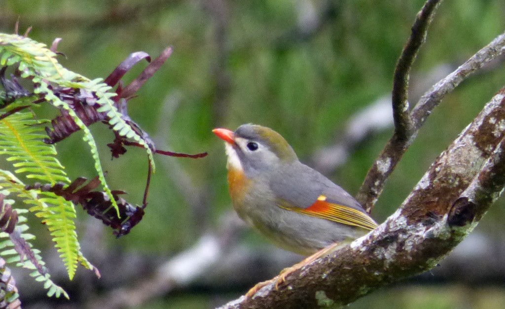 Red-billed Leothrix