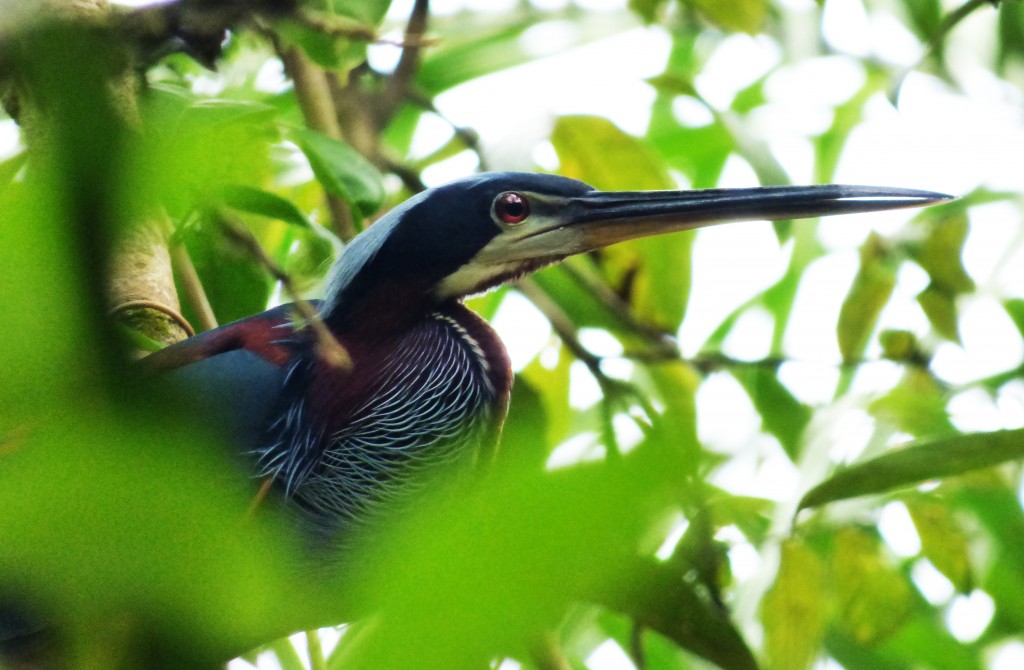 Agami Heron