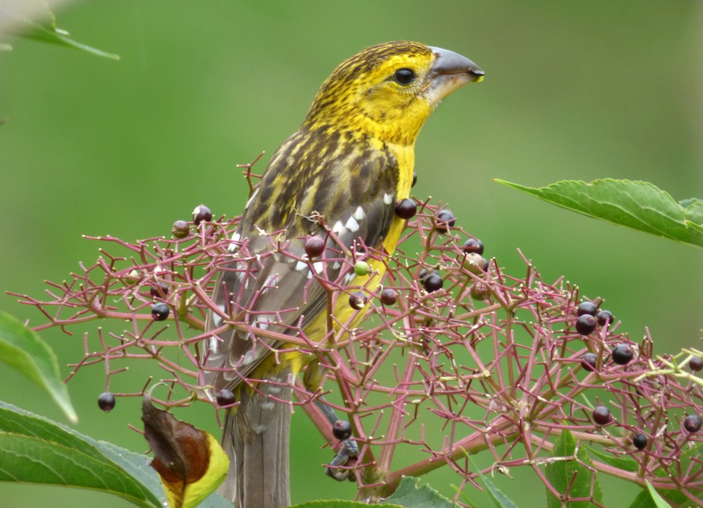 Golden Grosbeak