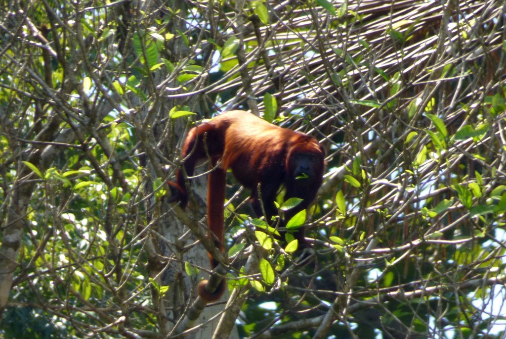 Red Howler Monkey