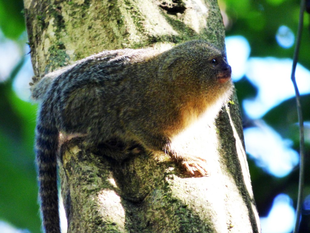 Pygmy Marmoset