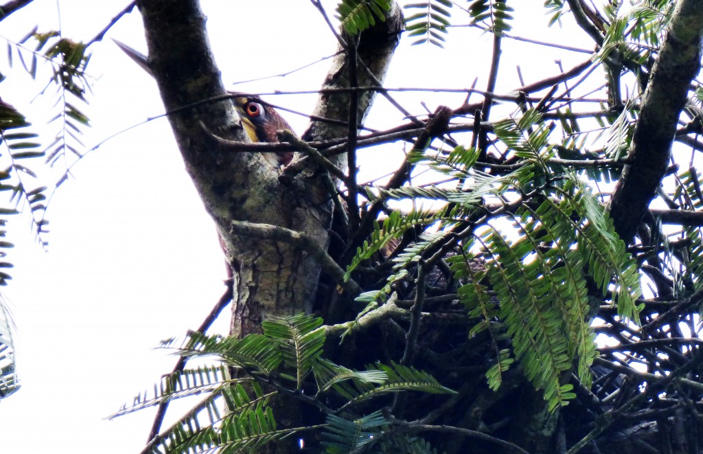 Rufescent Tiger-Heron