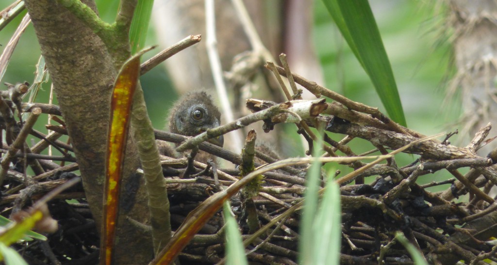 baby Hoatzin