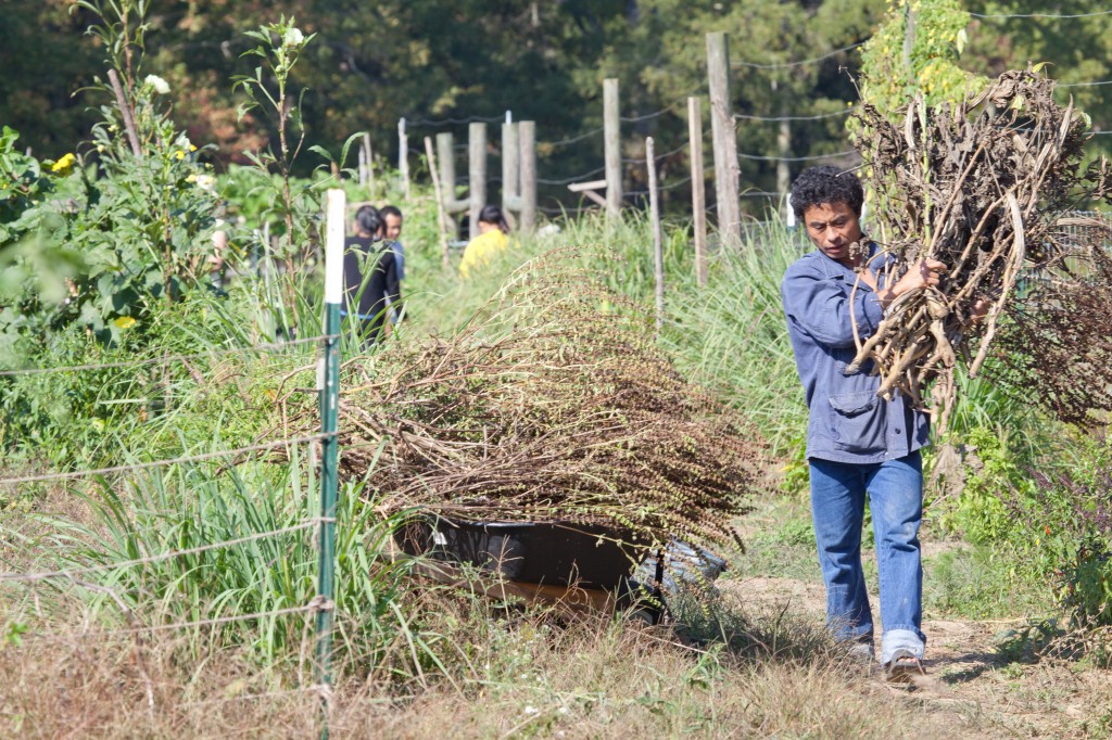 A Karen refugee hard at work on the farm. 