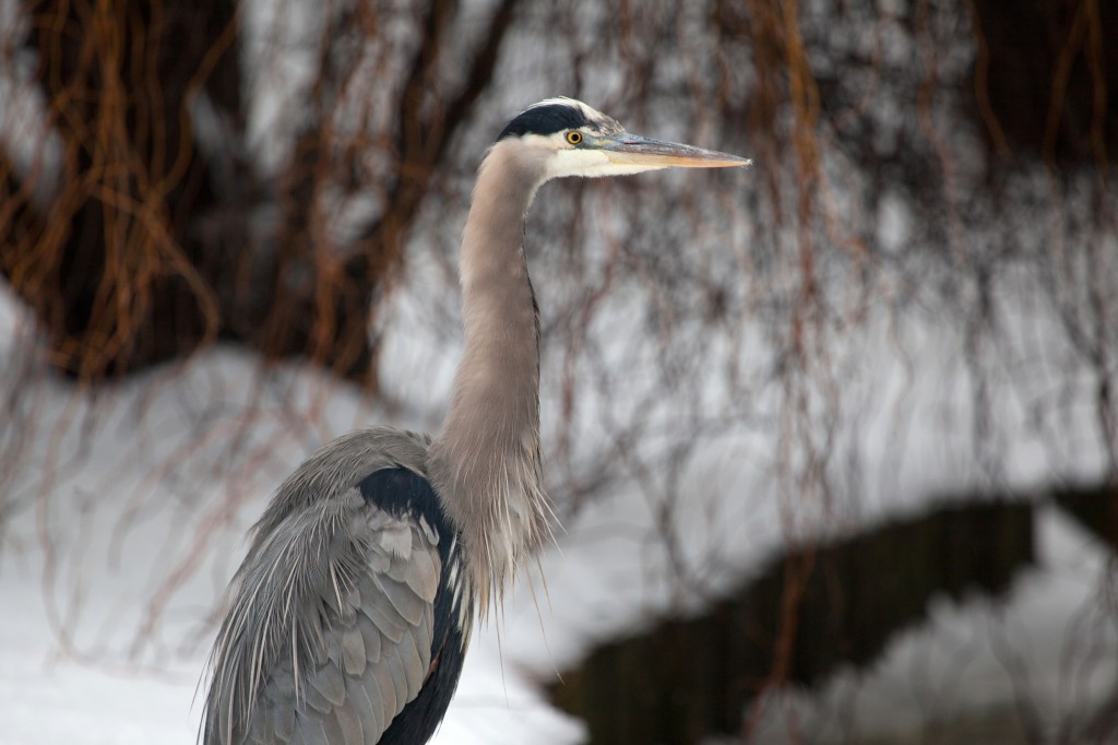 great_blue_heron