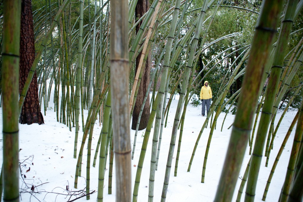 Ben peeking through the bamboo garden in the Culberson Asiatic Arboretum at Duke Gardens. Photo by Shannon Switzer 