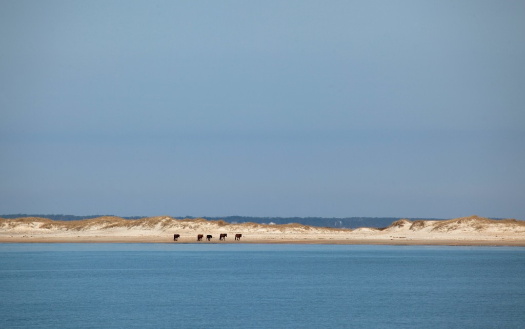 The ponies of Shackleford Banks