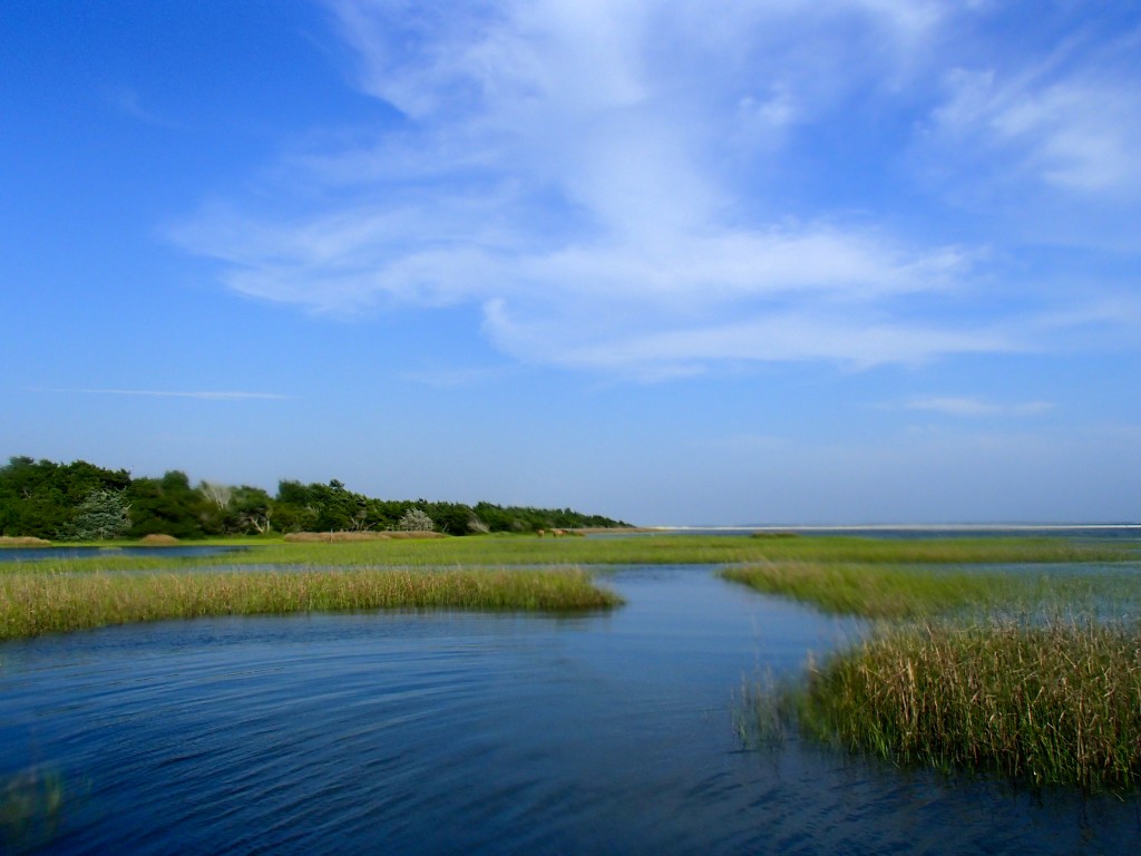 The serene Rachel Carson Reserve. Photo by Shannon Switzer. 