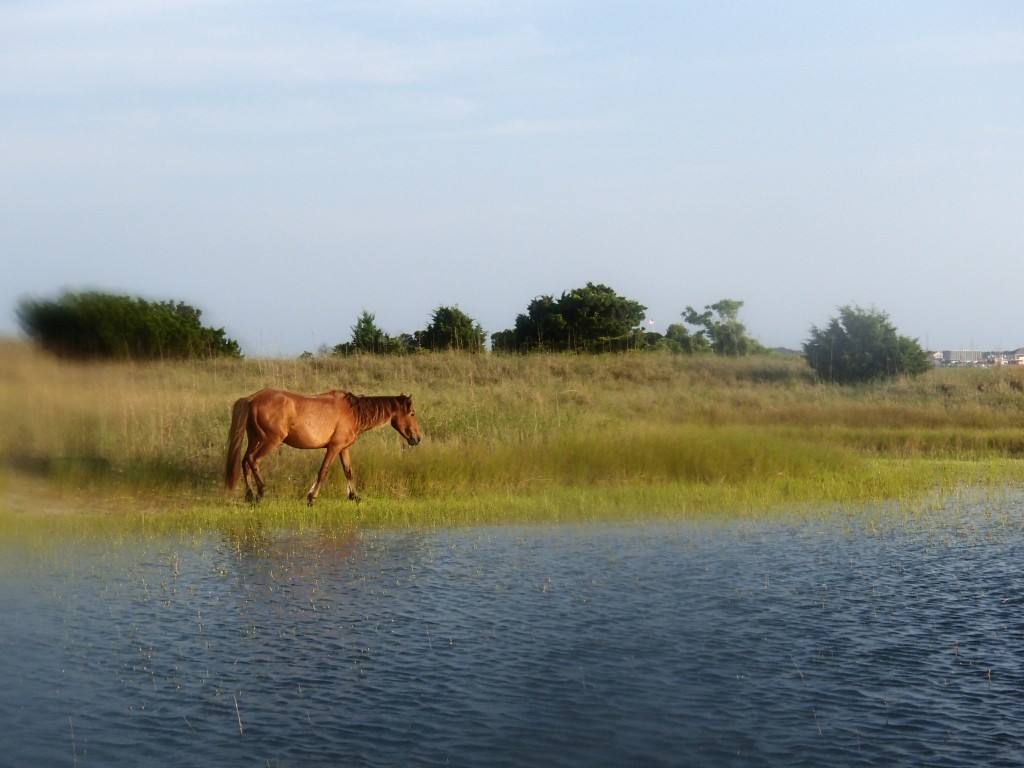 Carrot Island "pony". Photo by Shannon Switzer