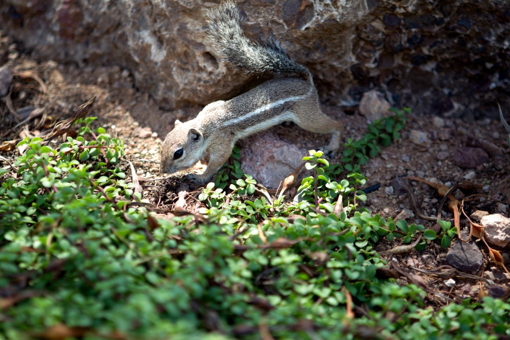 Possibly the cutest squirrel I've ever seen, with a name to match: Harris' Antelope Ground Squirrel. They were all over the Desert Botanical Gardens in Phoenix. 