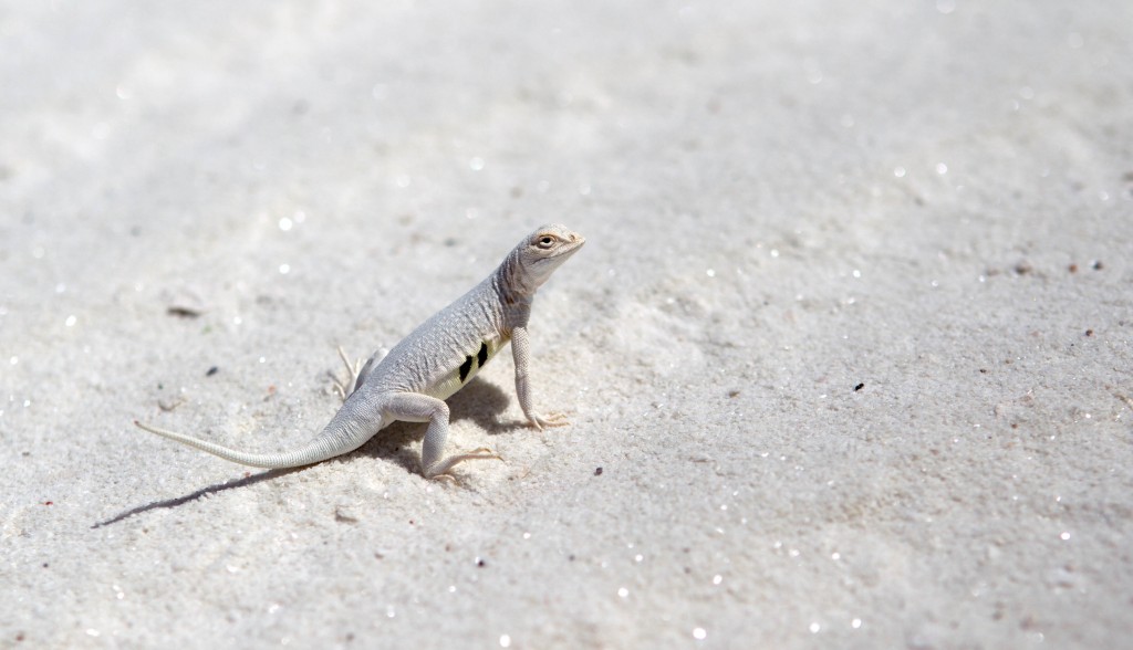 Our sassy bleached earless lizard buddy. 