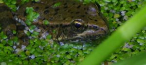 California Red-Legged Frog (credit: Carley Sweet, USFWS)