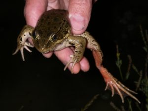 California Red-Legged Frog (credit: Peter Trenham, USFWS)