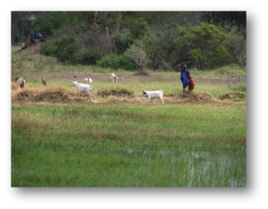 Photo taken by Dr. Edna Wangui, Tanzania