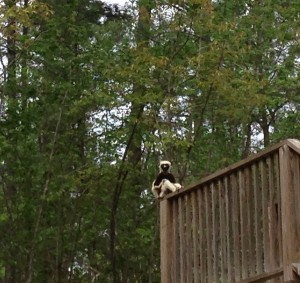 A Coquerel's Sifaka at the DLC. Photo by author, 2014.