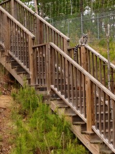 A ring-tailed lemur at the DLC. Photo taken by author, 2014. 