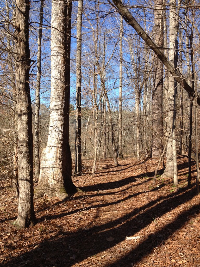 Sandy Creek trail