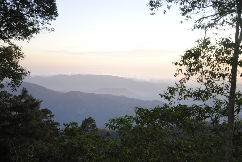 Cloud forests of the Sierra Sur.
