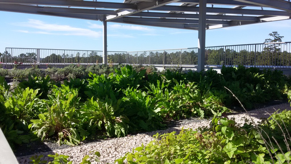 EH rooftop garden