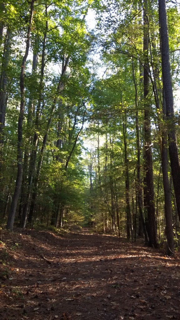 Trail through the park by my apartment.