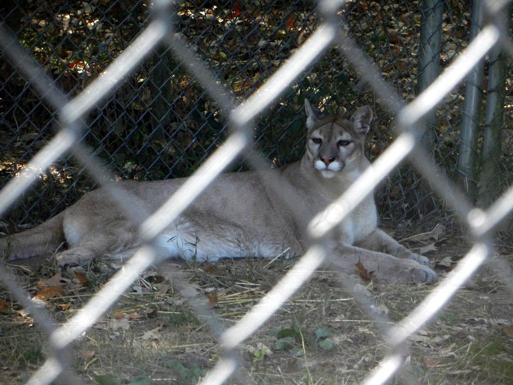 Carolina_Tiger_Rescue 176