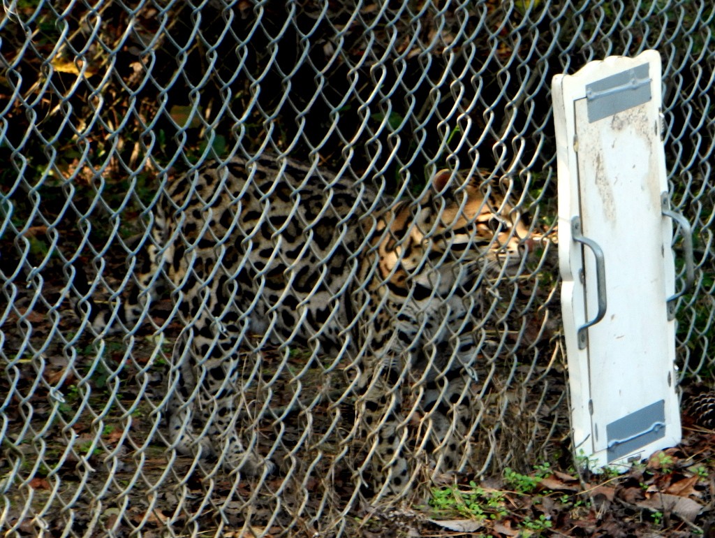 Enrichment activities: mirror-gazing.