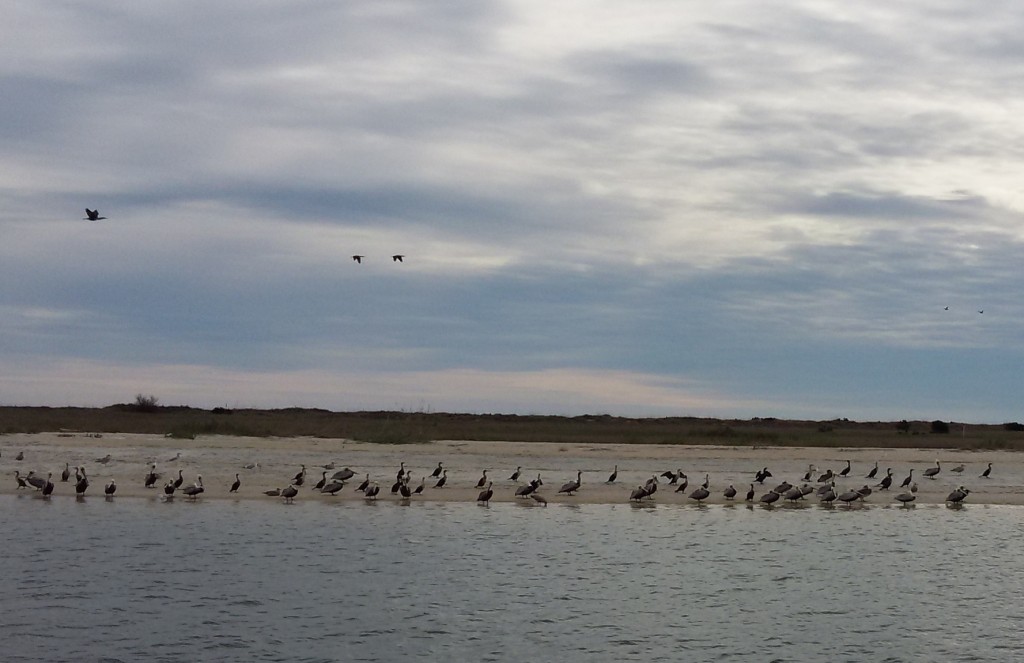 Masonboro birds