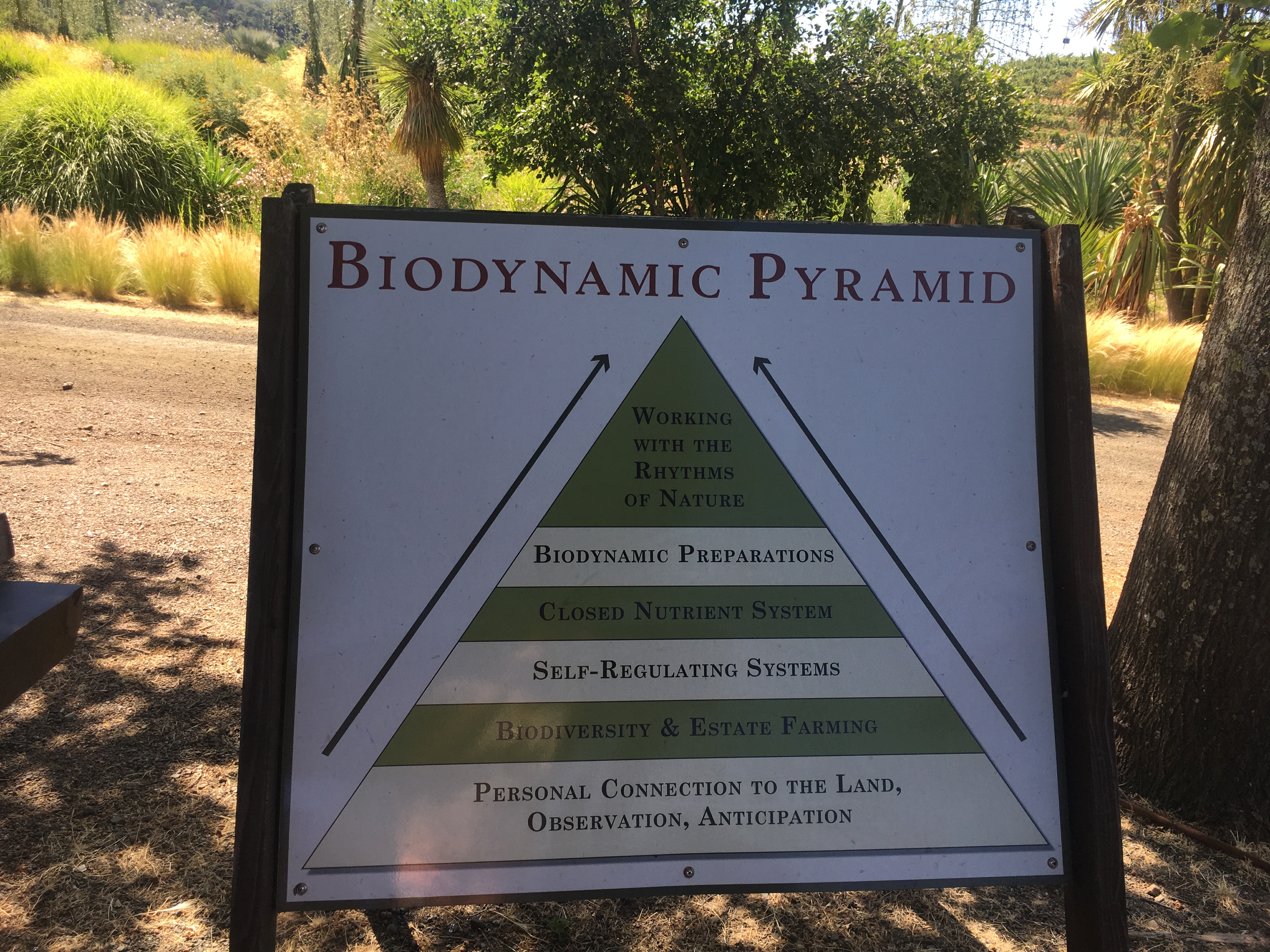 II. Understanding the Difference: Natural vs. Biodynamic Wines