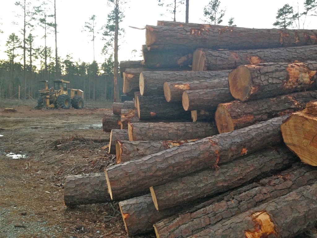 Harvesting near Gate 10 of the Duke Forest.