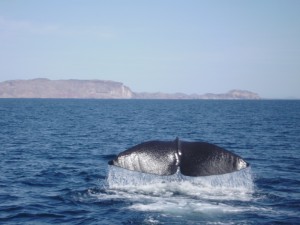Sperm whale dives off the southern coast of Tiburon Island
