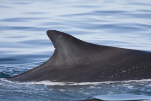 Ridges on the dolphin dorsal fin that help to separate individuals. (Courtesy of Abram Fleishman)