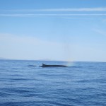 Fin whale surfacing