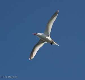 red billed tropic bird