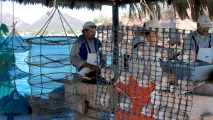 Pearl oyster aquaculture in Guaymas