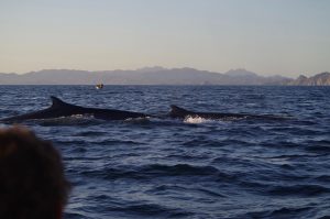 Fin whales getting air