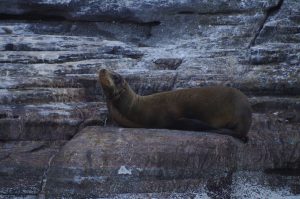 This sea lion tangled in a net demonstrates the importance of beach clean up programs