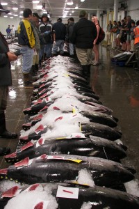 Tuna Auction