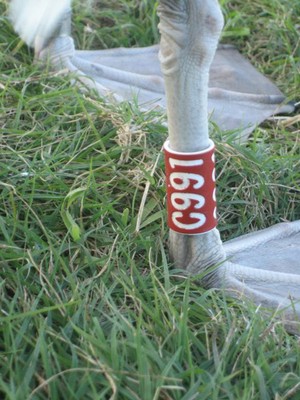 Each bird on monitored plots is marked with a permanent metal USGS band and a colored, numbered band for easy identification 