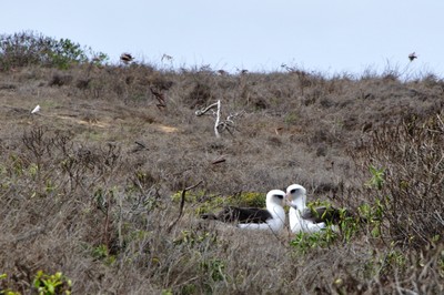 Here is our first pair of Laysan Albatrosses inside the Ka'ena Point Reserve.