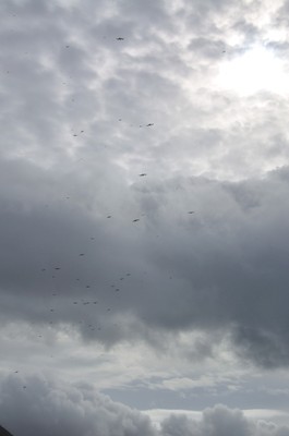 An unusually large flock of Great Frigatebirds in the threatening clouds inside Ka'ena Point Reserve.