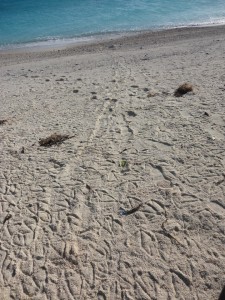 A trail left by a monk seal as it looked for a place to take a nap. 