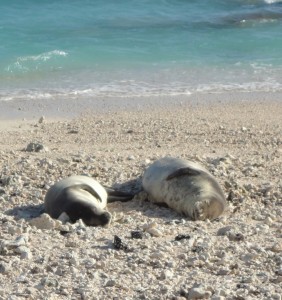 Two seals sound asleep on the warm beach. 