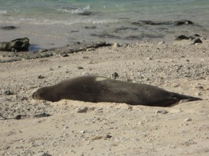 Just to the left of the natural bleach mark you can see the scar left from when a fishing line cut into the seals' body. 