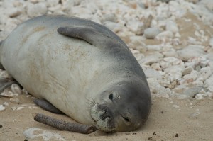 One of four monk seals surrounded by people at Kaena Pt. 