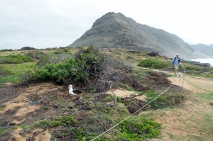 Tom McMurray on the trail at Kaena Pt., an albatross on the nest nearby. 