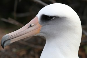 A closeup of albtross 0099, nicknamed Gretzky. 