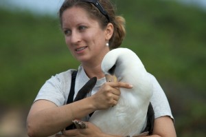 Dr. Lindsay Young restrains an albatross to assess it's leg band. 